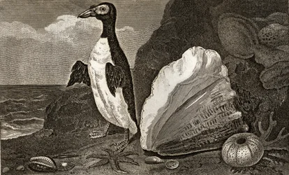 The Penguin with the conch and other shells and sponges